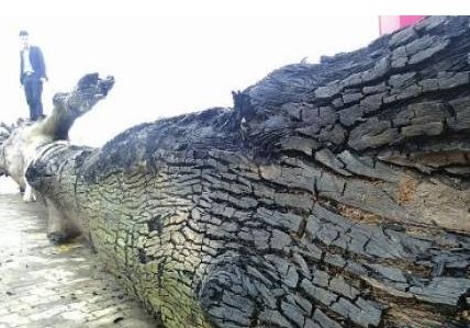 南充發(fā)現(xiàn)兩根5000年歷史烏木